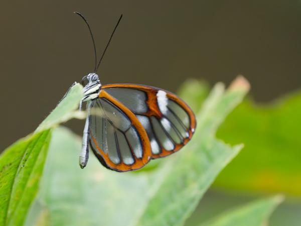<h3><a href="/trips/costa-rica/biota/animalia/arthropoda/insecta/lepidoptera/nymphalidae/greta polissena/greta polissena-nl.html">Greta&nbsp;polissena</a> /  / </h3>OM-1 Mark II met OLYMPUS M.150-400mm F4.5, 1/200 sec  bij F4.5, ISO 10000, afstand 1.54&nbsp;m